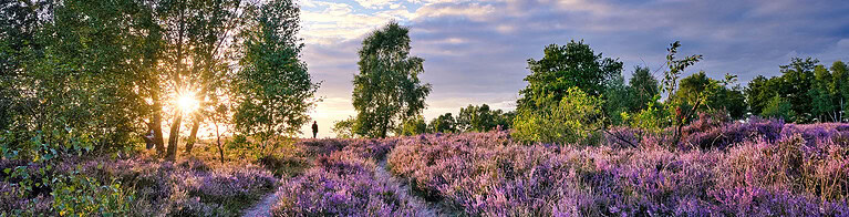 Heide im Abendlicht mit Bäumen – Landschaftsfotografie Luminar NEO