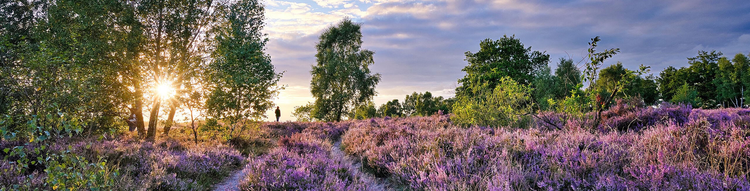 Heide im Abendlicht mit Bäumen – Landschaftsfotografie Luminar NEO