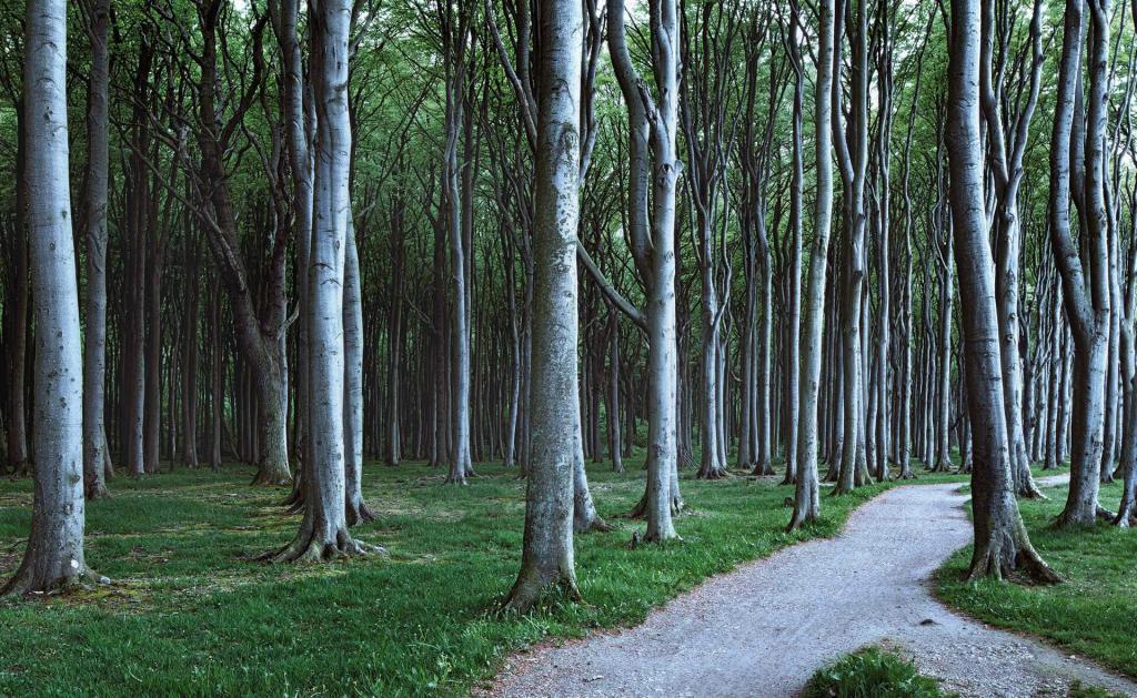 Gespensterwald Nienhagen mit hellen Buchenstämmen, Waldweg und dunklen Astnarben in der Rinde