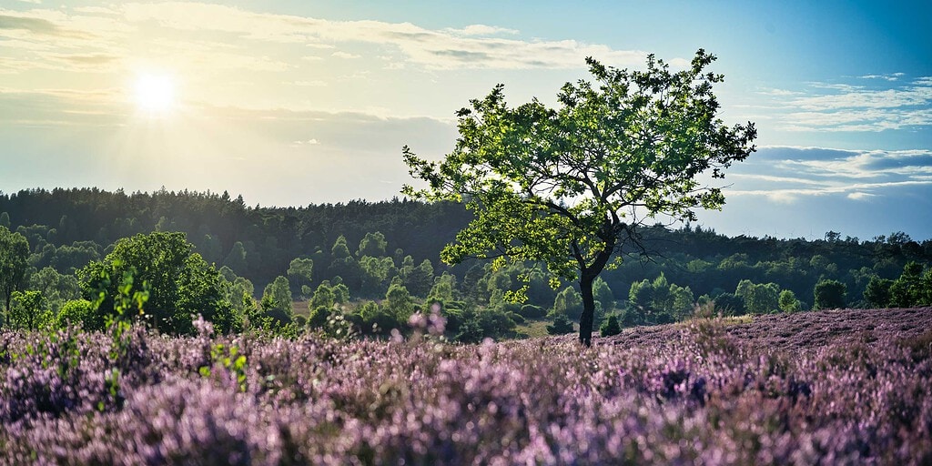 Lüneburger Heide bei Oberhaverbeck zur Heideblüte