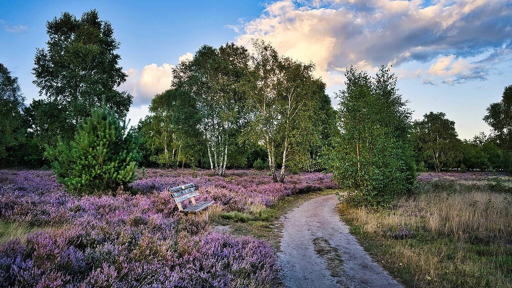 Lüneburger Heide bei Oberhaverbeck zur Heideblüte mit Fahrradweg, violetten Heideflächen und Wacholdern.