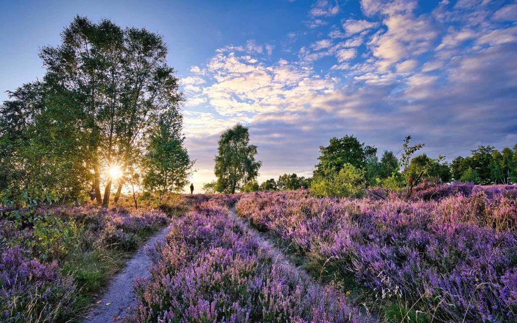 Lüneburger Heide zur Heideblüte – lila Heideflächen mit schmalem Weg und einzelnen Bäumen