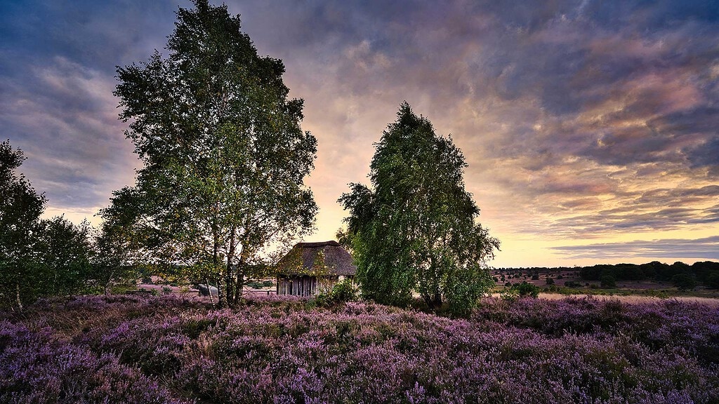 Lüneburger Heide zur Heideblüte – lila Heideflächen mit schmalem Weg und einzelnen Bäumen