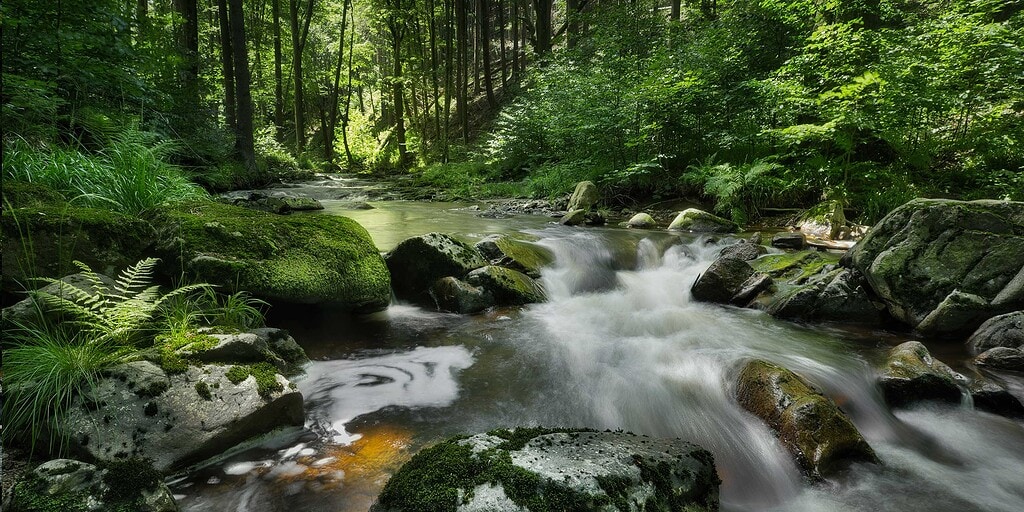 Ilsefälle im Ilsetal bei Ilsenburg mit Wasser über dunklen Felsen, Farn und feuchtem Wald.