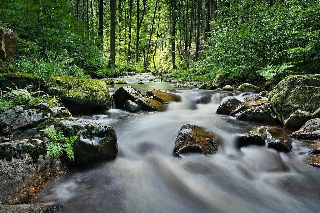 Ilsetal im Harz bei Ilsenburg mit Ilse, Felsen, Farn und feuchtem Wald am Heinrich-Heine-Weg.